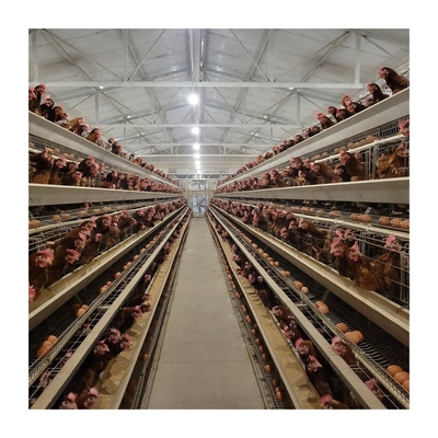 1 tahun garansi lapisan kandang ayam peminum otomatis untuk pertanian bebas repot